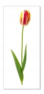 Nálepka na stenu s kvetmi 30 cm Tulipán 20
