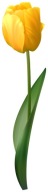 NÁLEPKA NA OKNO, ZRKADLO, KVET TULIPÁNU