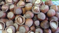 Poľské lublinské lieskové orechy v škrupine 1 kg zber 2023