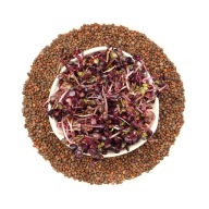 Red Purple red - semená na klíčky 100g