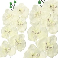 ORCHIDEA ORCHIDEA JEDNODAROVÉ PREVODY 75cm