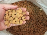 CELÉ PRÍRODNÉ ŠPANIELSKÉ MANDLE 500g DOMÁCA PIVNICA