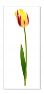 Nálepka na stenu s kvetmi 30 cm Tulipán 18