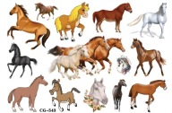 Odnímateľné tetovanie pre deti HORSES CG543