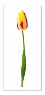 Nálepka na stenu s kvetmi 30 cm Tulipán 15