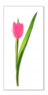 Nálepka na stenu s kvetmi 30 cm Tulipán 7
