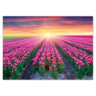 Samolepky A5 LEVEL More tulipánov Kvety