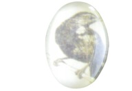 Kabošon s obrázkom 18 x 13 mm čierny vták