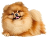 NÁLEPKA NA ZRKADLO POMERANIAN SPITCH PES