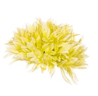 Chryzantéma Aster zelená hlava do kytíc