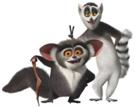 NÁLEPKA NA ZRKADLOVÉ OKNO TUČŇAKY Z MADAGASKARU