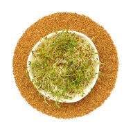 Klíčky - Alfalfa Alfalfa - 50g Semená na klíčky
