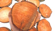 DREVA DREVA, JLŠA STOPKOVÁ 10-14 CM, 1 KS
