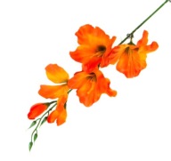 Vetvička mečíka výška 53 cm Oranžová