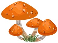 NÁLEPKA NA OKNO NÁBYTOK ZRKADLOVÉ HUBY LESNÉ HUBY