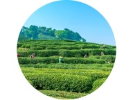 POMERANČOVÝ čaj oolong 50g