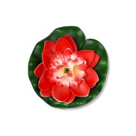 Otvorené plávajúce lekno, 11 cm, biele a červené