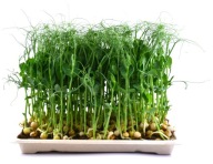 ĽANOVÁ PODLOŽKA na klíčenie microgreens