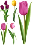 NÁLEPKY NA OKENNÉ ZRKADLOVÉ SKLENÉ TULIPANY KVETY