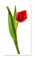 Nálepka na stenu s kvetmi 30 cm Tulipán 2