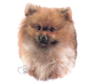 Nálepka s miniatúrnym špicom pomeranianského psa