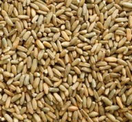 Raž 1 kg ČISTÁ VÝNOS ZRNA 2023