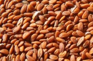 Semená žeruchových klíčkov 500g Skvelá kvalita!