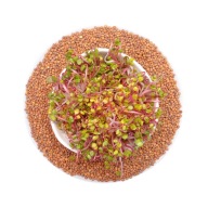 Red Coral reďkovka - semená na klíčky 250g