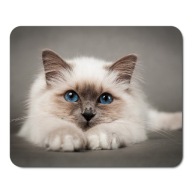 Podložka pod myš s mačkou, CATS