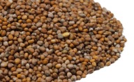 Semená klíčkov reďkovky 250 g červeného koralu