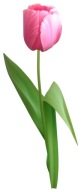 NÁLEPKA NA OKNO, ZRKADLO, KVET TULIPÁNU
