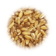 PŁASKURKA zrná pšenice jednozrnka 1kg