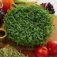 CRESS SEEDS na klíčky 250g