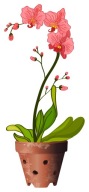 ORCHIDOVÝ KVET NÁLEP NA ZRKADLO NA OKNO