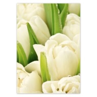 Samolepky A5 PRIMARY Jemné tulipány