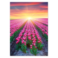 Samolepky A5 PRIMARY Kvety z mora tulipánov