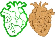 MOLDER Krájač na perník MEDICÍNA Kardiológ Ľudské ANATOMICKÉ SRDCE