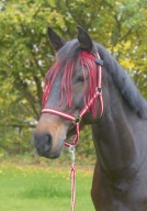 Čelenka Covalliero so strapcami, tmavočervená 2 (klas)