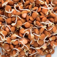 SEmienka ČERVENEJ ŠOŠOVICE na klíčky 250g