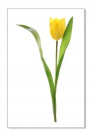 Nálepka na stenu s kvetmi 30 cm Tulipán 9