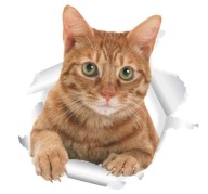 3D nálepka na stenu na nábytok Cat Hole pre deti
