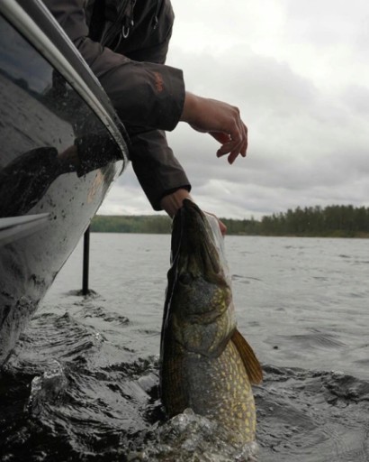 Savage Gear Cannibal PIKE RUBBER x 1ks #10cm