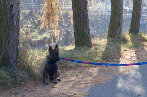 Obojok pre psa Petsi Diamond 25-40, veľkosť S, červený