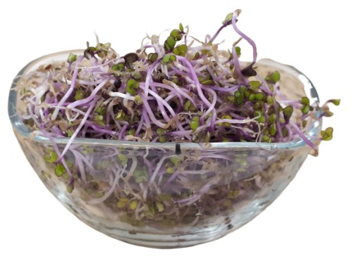 ČERVENÝ KALE - semená na klíčky 100g