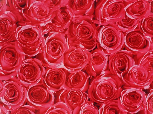 Dyha nábytková fólia PVC tapeta ROSES 45x50cm H74