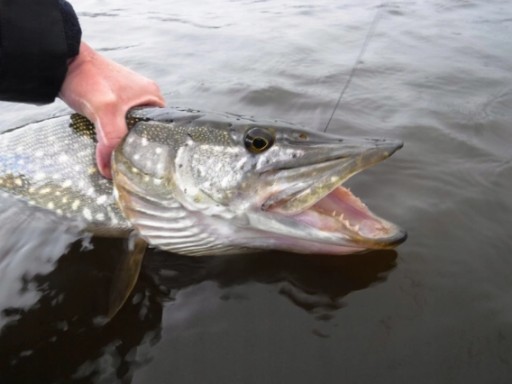 Savage Gear Cannibal PIKE RUBBER 1x # 12,5cm