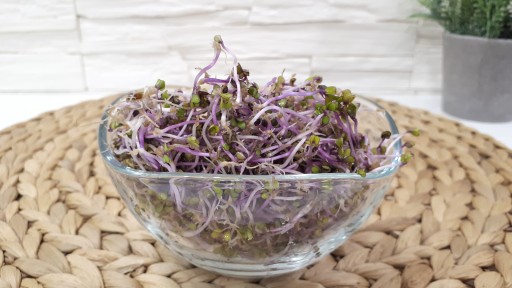 ČERVENÝ KALE - semená na klíčky 100g