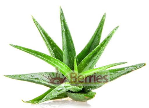 BIO šťava z aloe 100% bio šťava z aloe 250ml