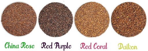 KLÍČKY - ČERVENÁ FIALOVÁ ČÍNA ROSA RED CORAL DAIKON