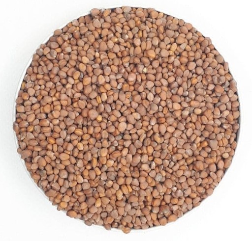 Reďkovka čínska ruža semená na klíčky 250g